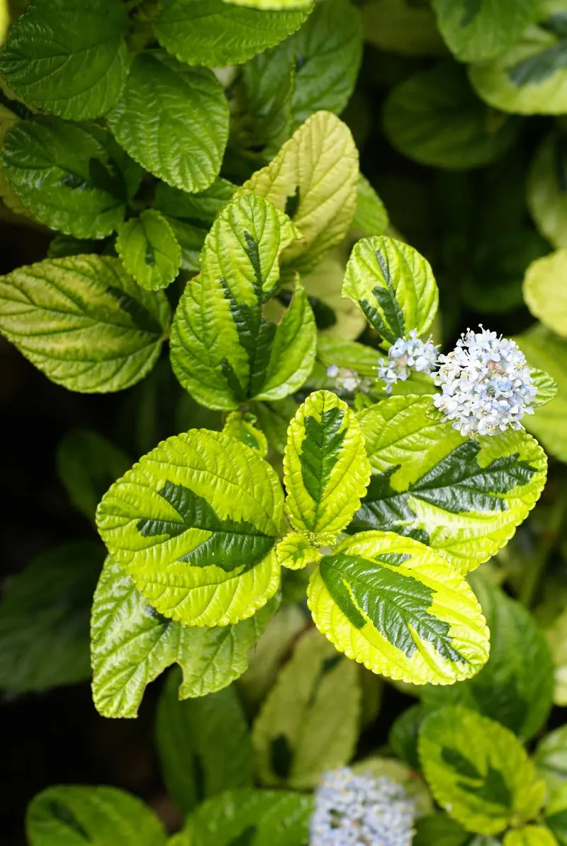 Ceanothus griseus 'Diamond Heights' QT