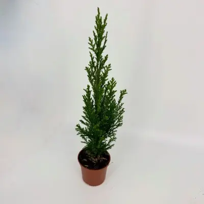 Chamaecyparis lawsoniana 'Ellwoods Empire' (Lawson Cyprus)