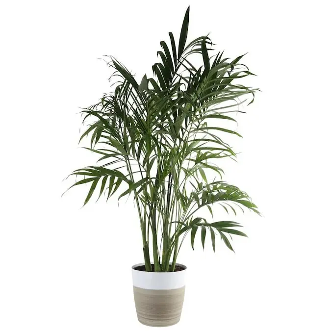 Chamaedorea cataractarum (Cat Palm)