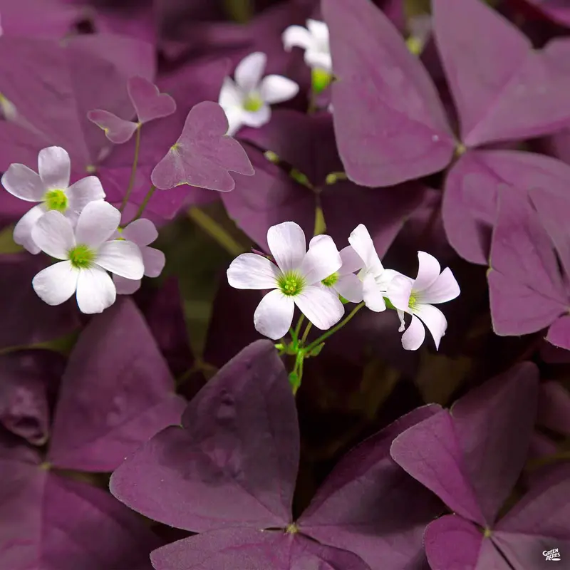 Charmed® Wine Shamrock