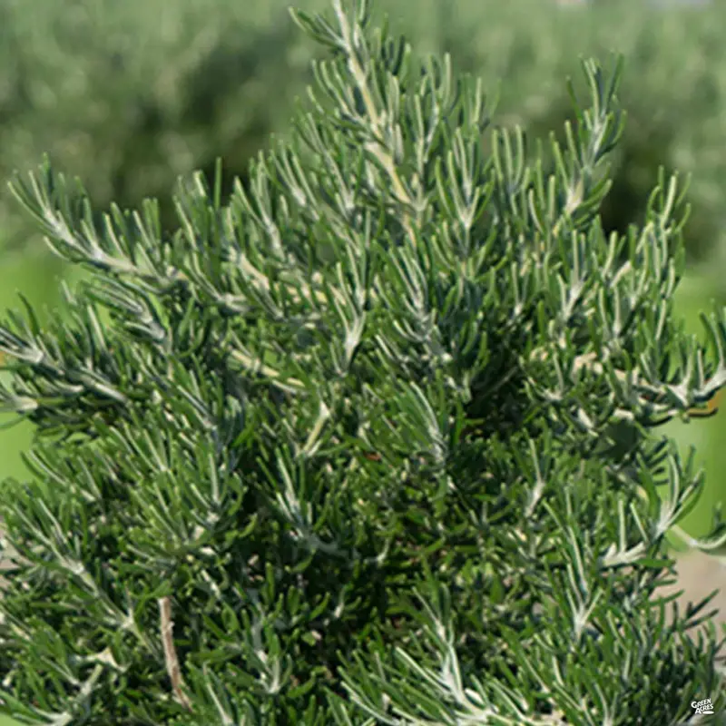 Chef's Choice® Rosemary
