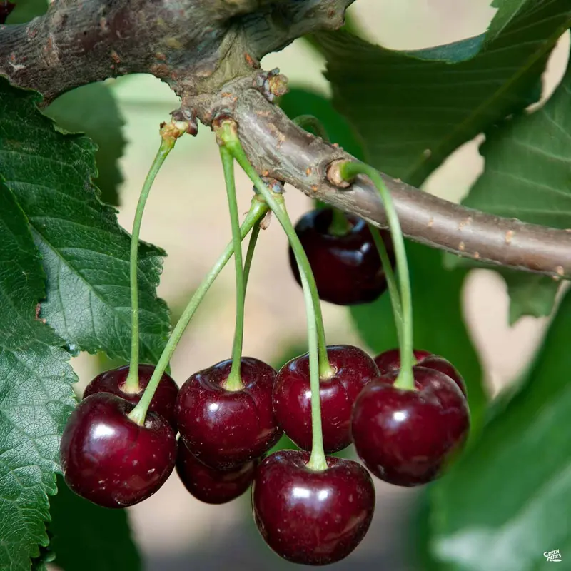 Cherry 'Black Tartarian'