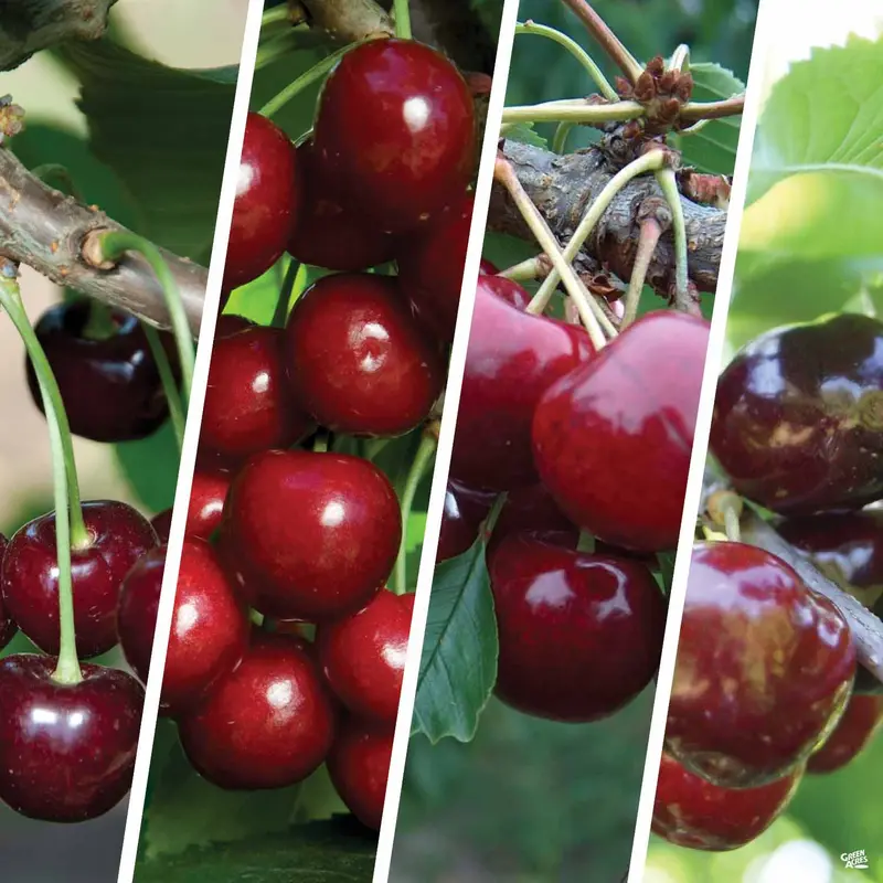 Cherry Multi-Graft Combo #1 Bareroot