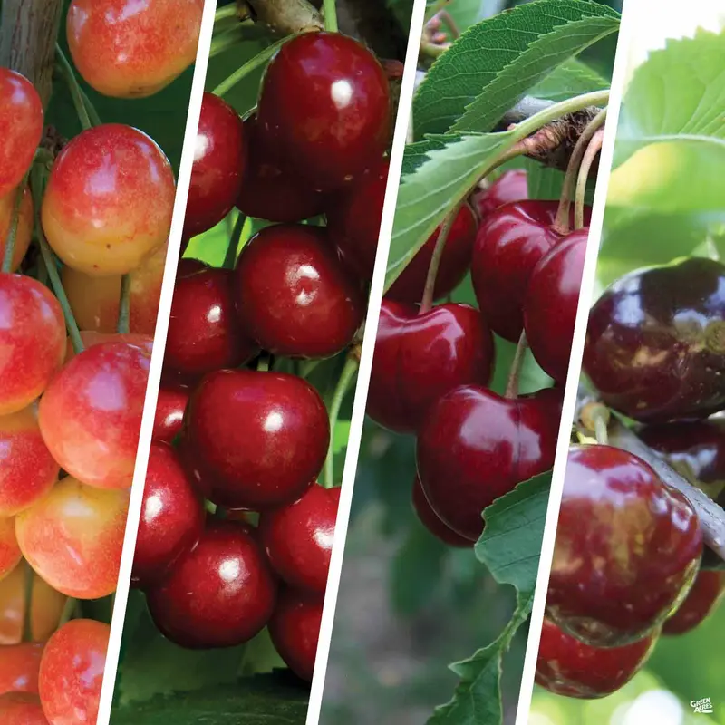 Cherry Multi-Graft Combo #2 Bareroot