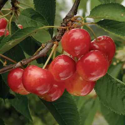 Cherry 'Rainier' (Prunus avium)