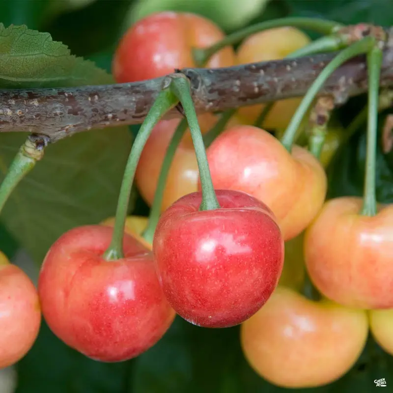 Cherry 'Rainier'