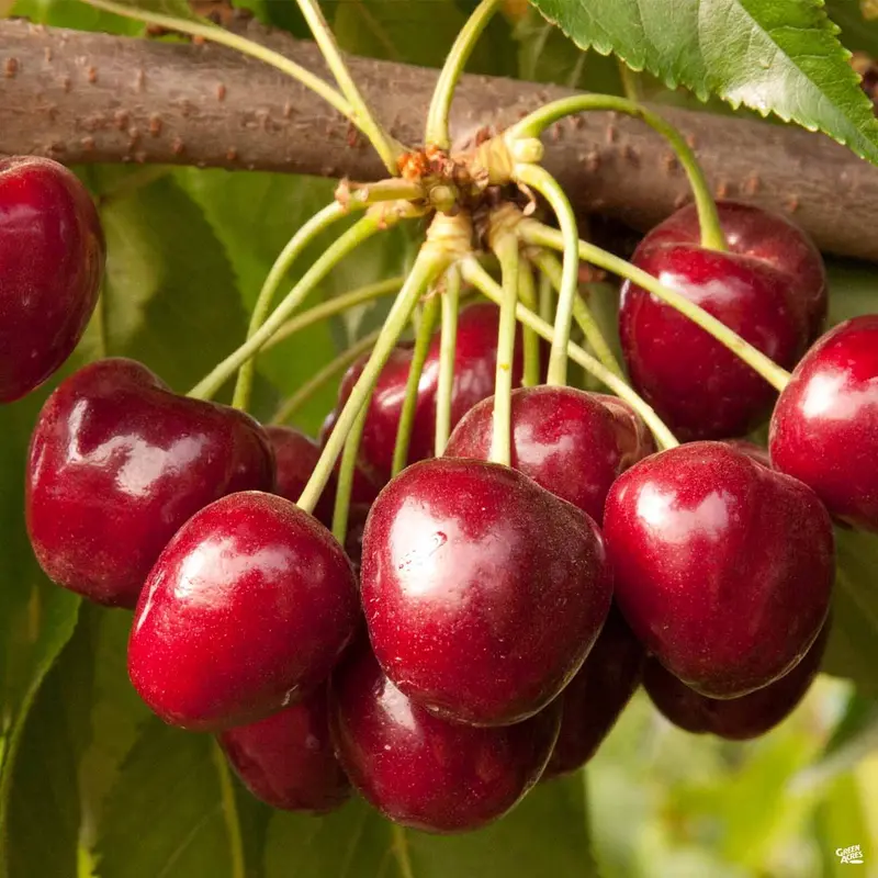 Cherry 'Royal Crimson' Bareroot