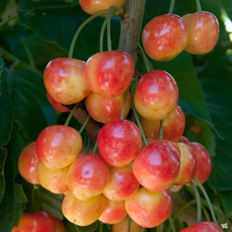 Cherry 'Royal Rainier' Bareroot