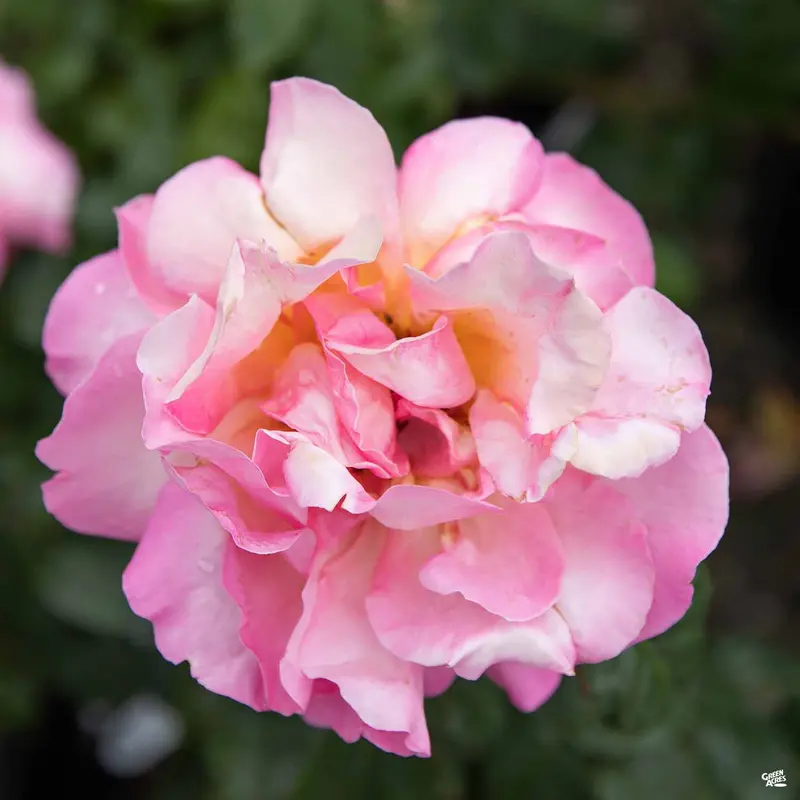 Chicago Peace® Rose Bareroot
