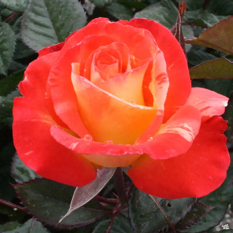 Chihuly® Rose