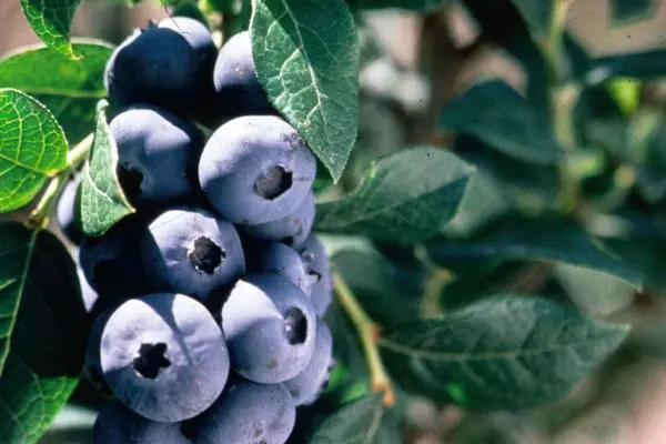 Chippewa Blueberry-1 Gallon