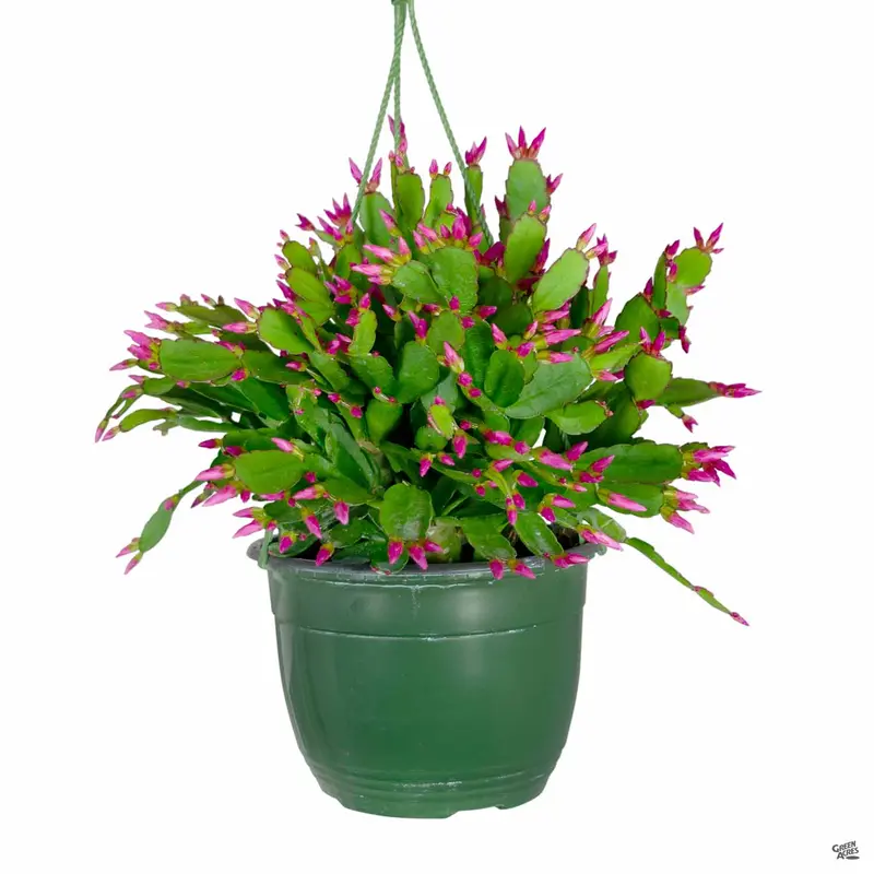 Christmas Cactus Hanging Basket