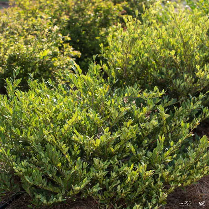 Cinnamon Girl® Distylium