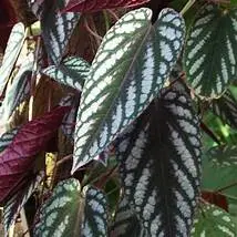 Cissus discolor (Rex Begonia Vine)