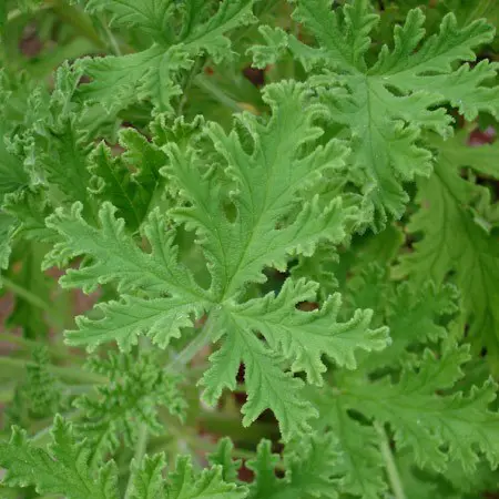 Citronella - Mosquito Plant - 5" Fancy