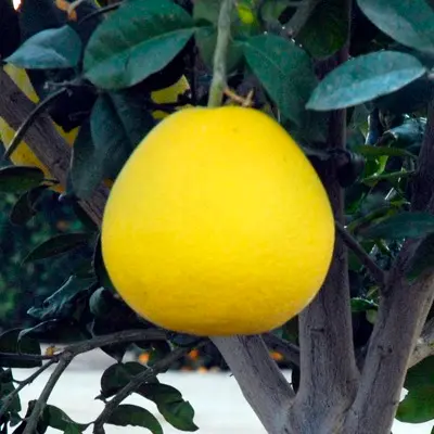 Citrumelo (Citrus paradisi Macf. x Poncirus trifoliata)