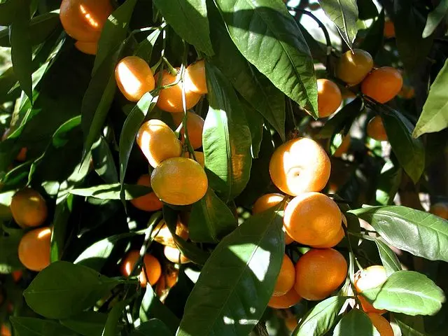 Citrus undhiu 'Frost Owari' (Mandarin) #5 VN