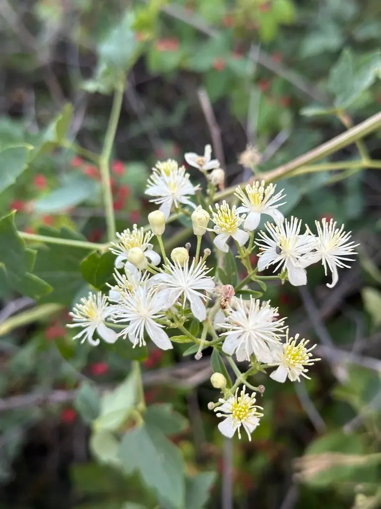 Clematis ligusticifolia (Western White Clematis)