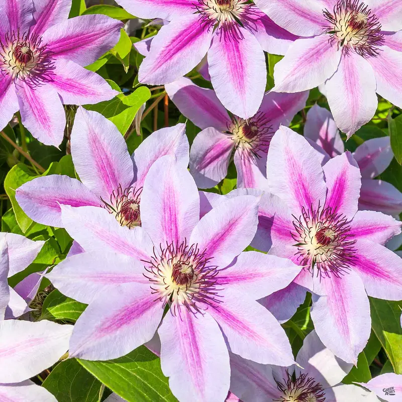 Clematis
