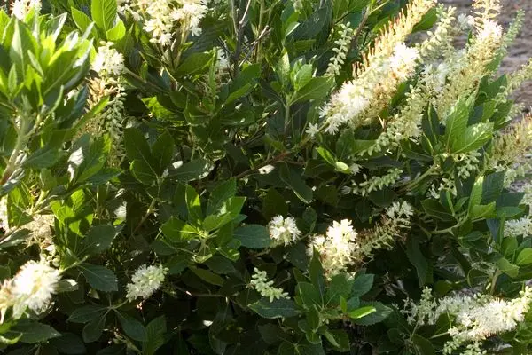 Clethra- Hummingbird Summersweet White