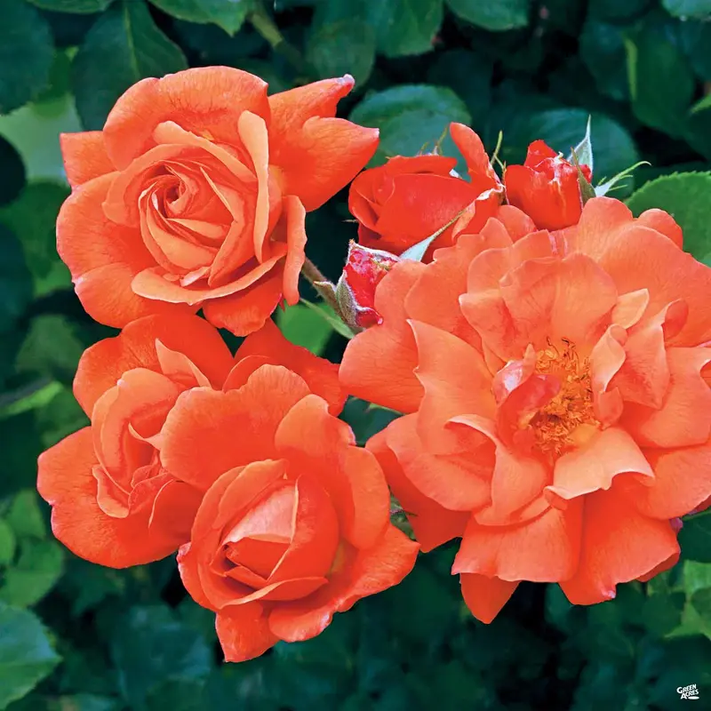 Climbing Rose 'Above All®' Bareroot