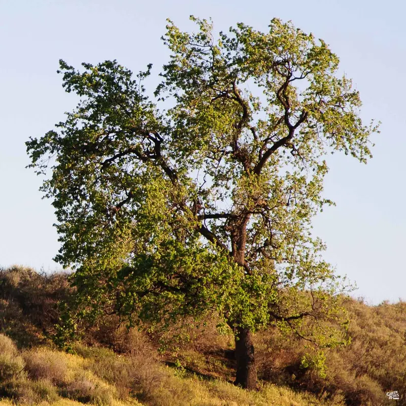Coast Live Oak Multi-Trunk