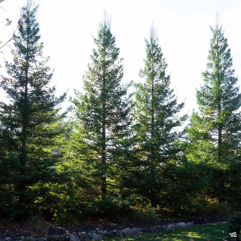 Coastal Redwood 'Soquel'