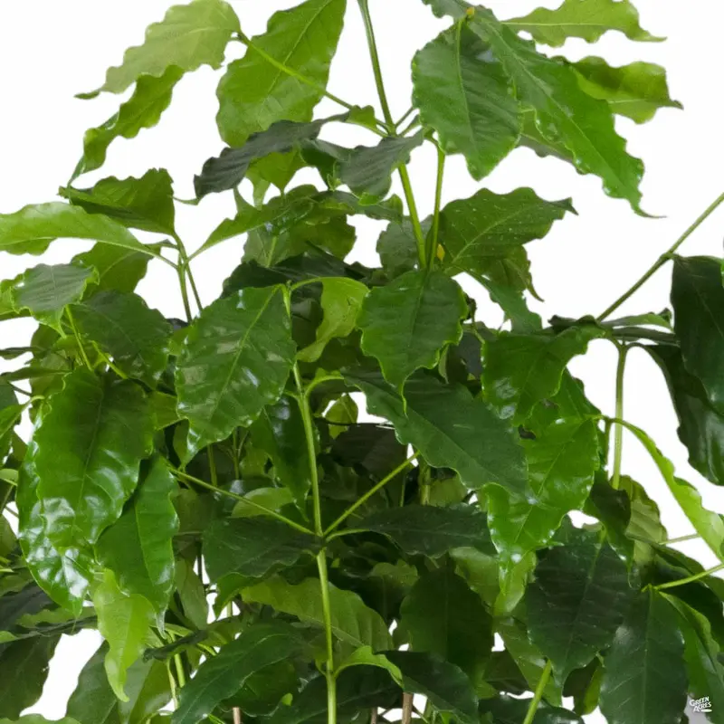 Coffee Plant