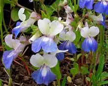 Collinsia grandiflora (Giant Blue-eyed Mary) Seed