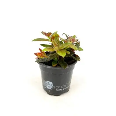 Columnea 'Paradise' (Goldfish Plant)