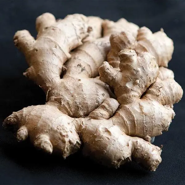 Common Ginger (Zingiberaceae officinalis)