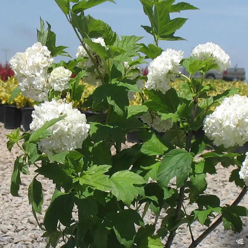 Common Snowball
