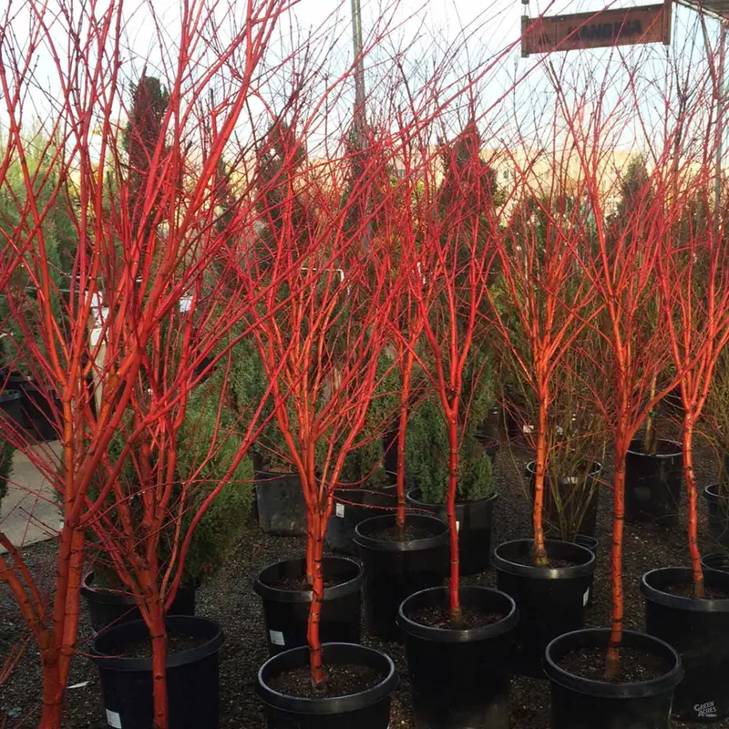 Coral Bark Maple