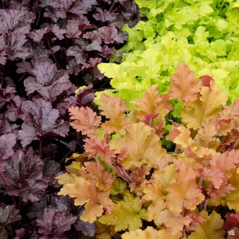 Coral Bells