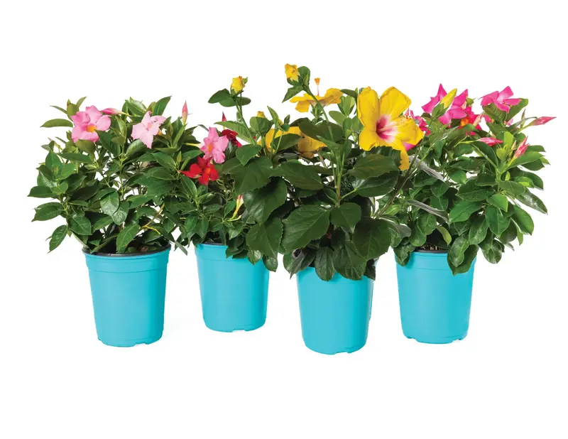 Cordyline- 1 Gallon Tropicals