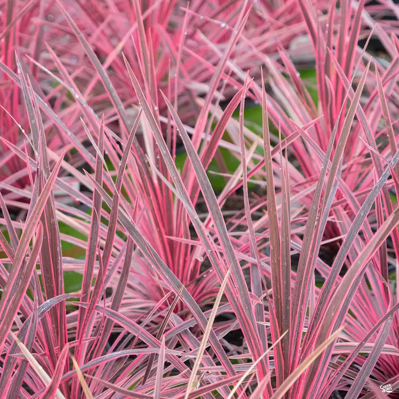 Cordyline 'Charlie Boy'