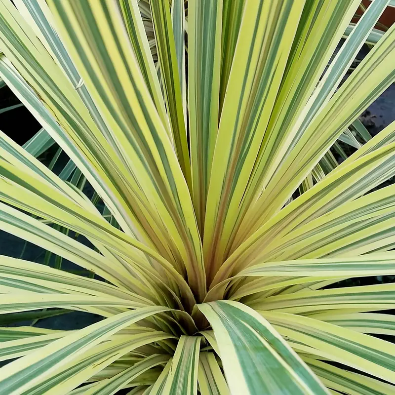 Cordyline 'Lime Passion'
