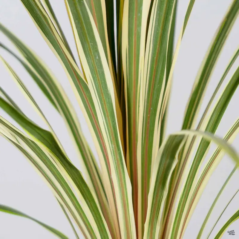 Cordyline 'Torbay Dazzler'
