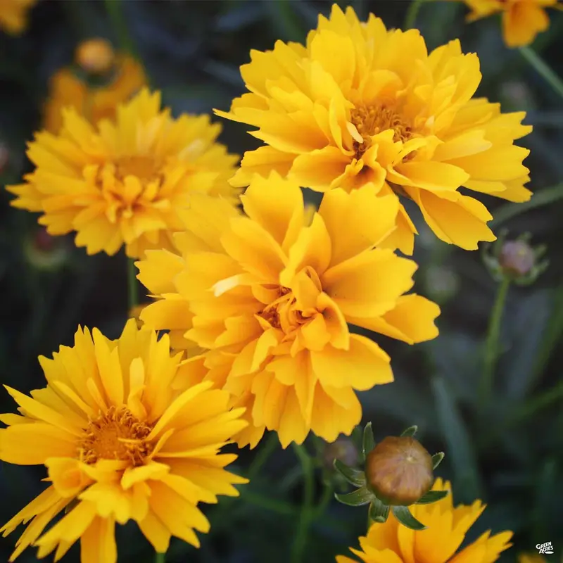 Coreopsis 'Early Sunrise'