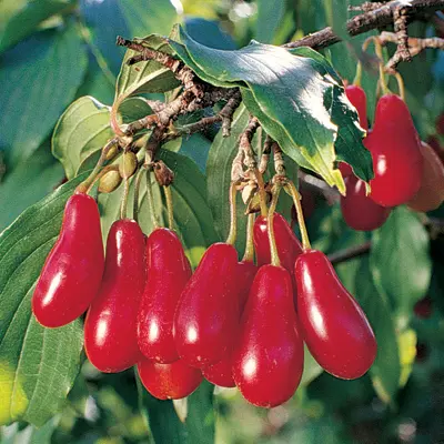 Cornelian Cherry 'Elegant™' (Cornus mas)