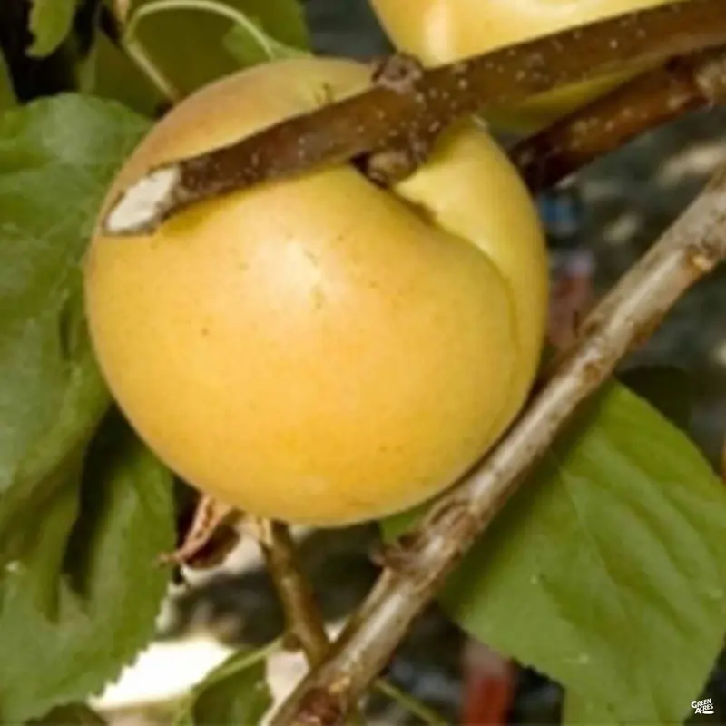 Cot-N-Candy White Aprium® Interspecific Apricot
