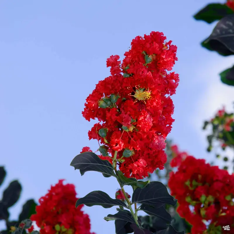 Crape Myrtle 'Black Diamond Series'