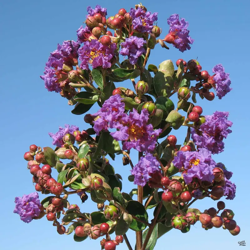 Crape Myrtle 'Catawba' Multi-Trunk