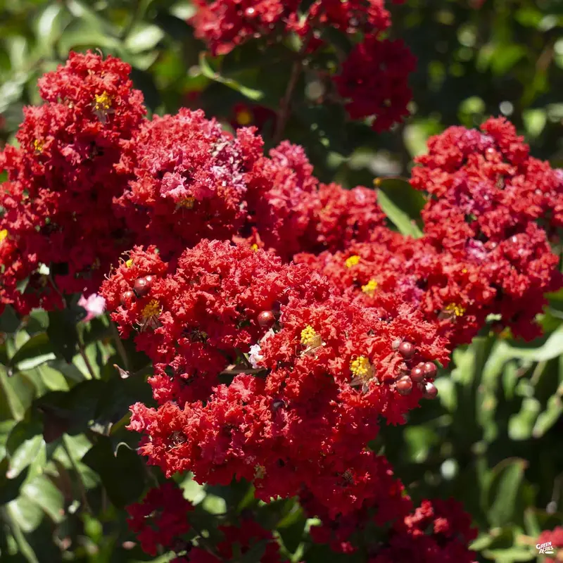 Crape Myrtle 'Dynamite' Standard Trunk