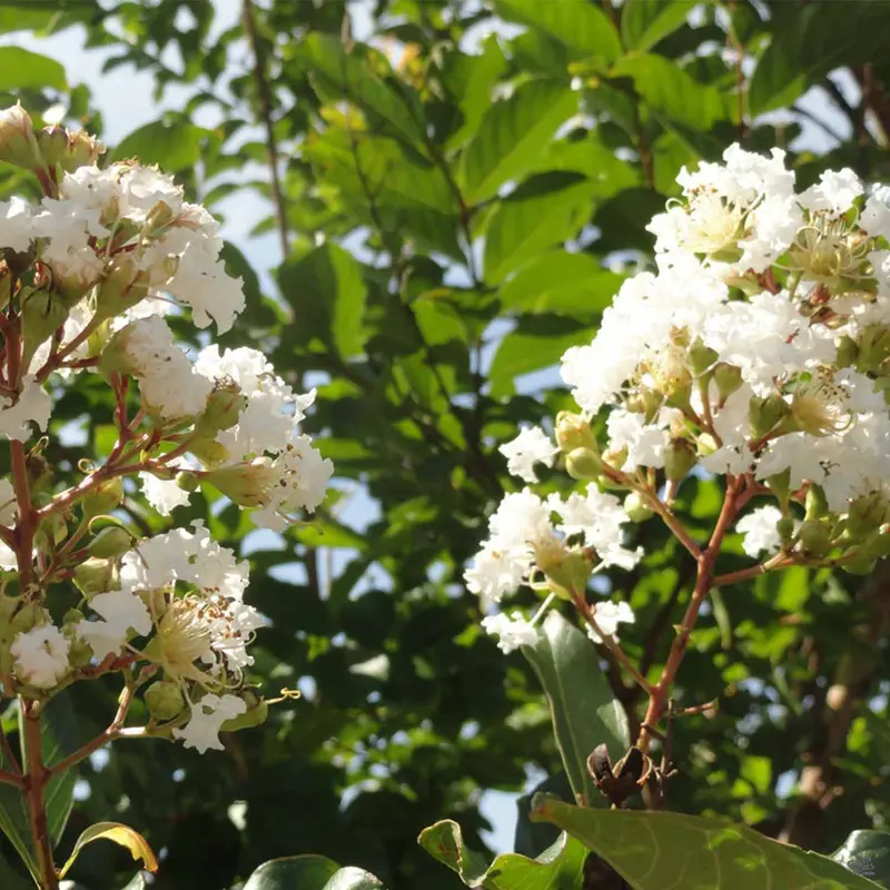 Crape Myrtle 'Natchez' Multi-Trunk