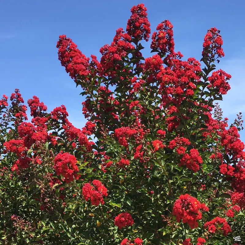Crape Myrtle 'Red Rocket' Multi-Trunk