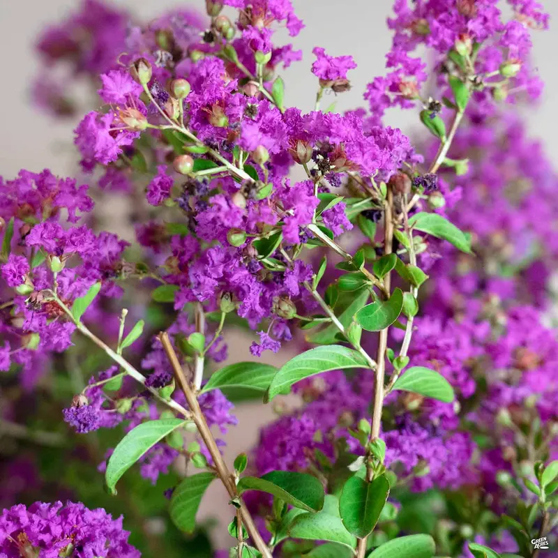 Crape Myrtle 'Twilight' Multi-Trunk