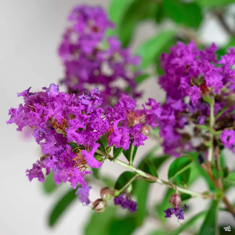Crape Myrtle 'Twilight' Standard Trunk