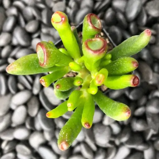 Crassula ovata 'Hobbit' (Jade)