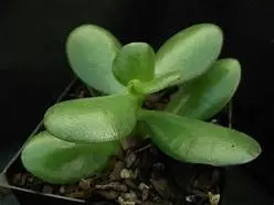 Crassula ovata (Jade Plant)